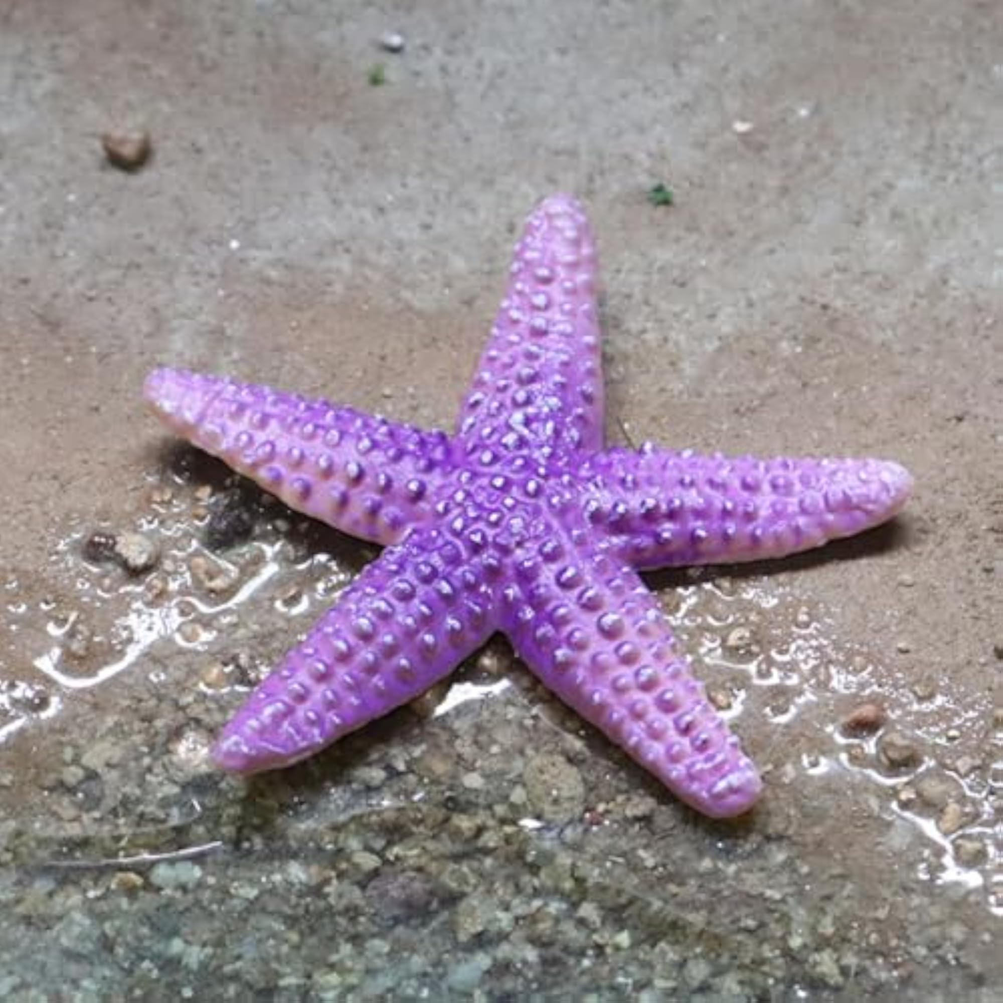 4Pcs Simulation Star Fish Model Educational Toy